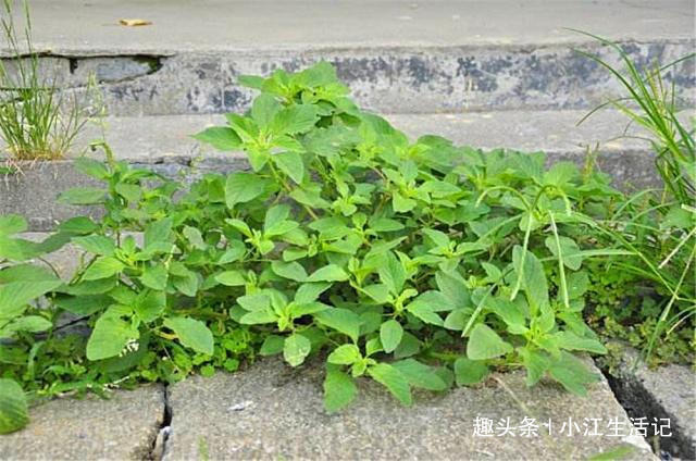 铁元素|农村一种会“流血”的野菜,钙、铁含量极高,治肠炎,提高免疫力