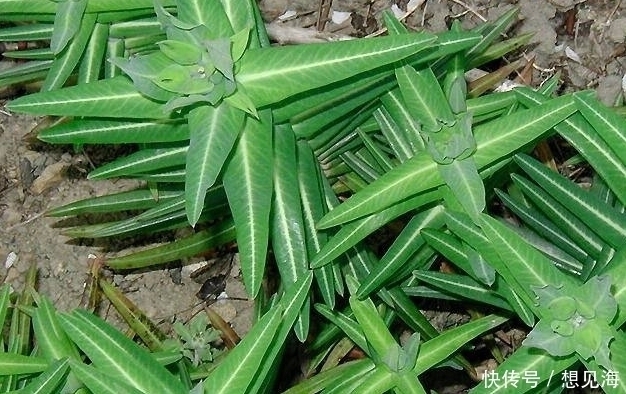 血吸虫病|农村一种叫不出名的野草，植株乳汁能逐水消肿、破症杀虫、镇痛等