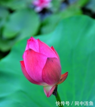 桃花朵朵|到了8月上旬，4属相迎来桃花朵朵，喜事接二连三，日子红火