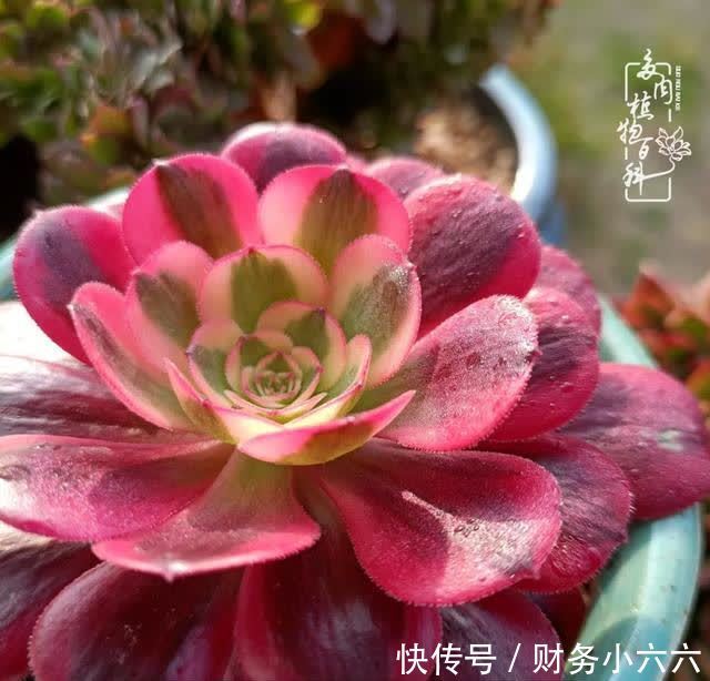 揭秘：那些干净又温暖的多肉照片从哪里来？