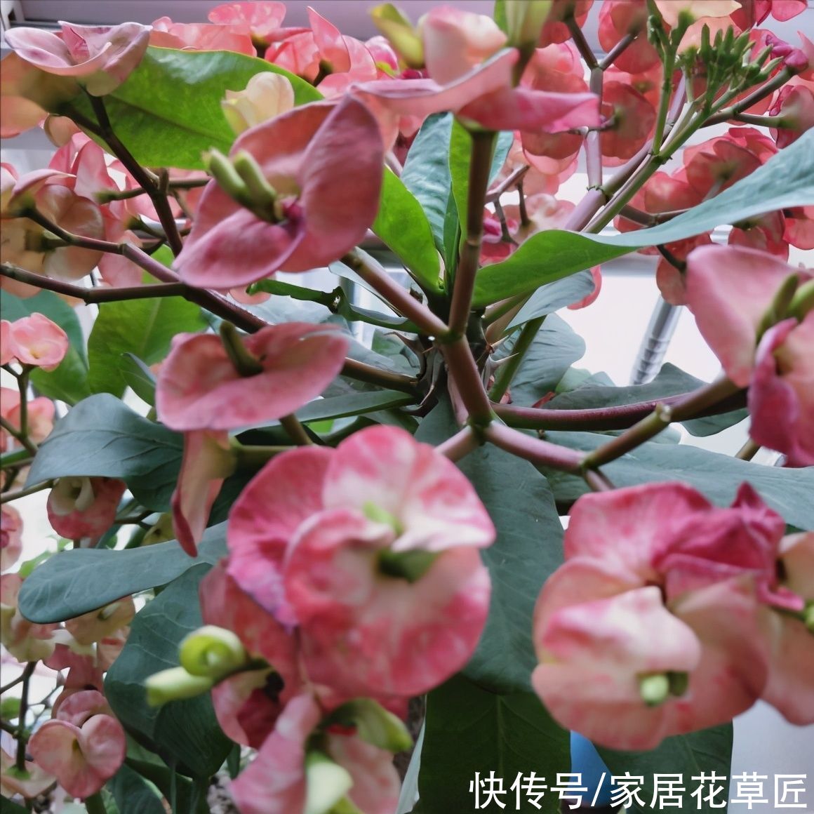 金钱树|夏天到了，8种花要及时控水，越热越不能浇水，一浇就出问题