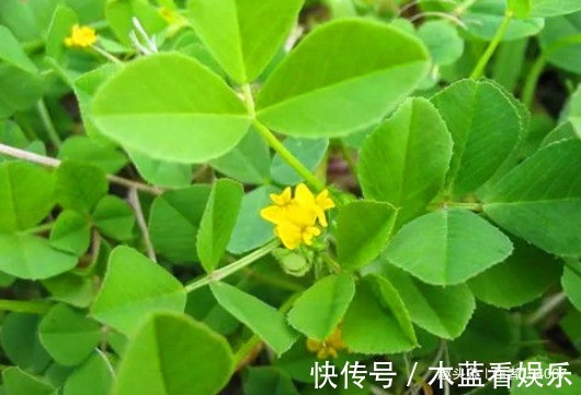 清热去毒|女性要排毒,离不开4种食物,清热去毒,滋阴降火,滋养女性子宫