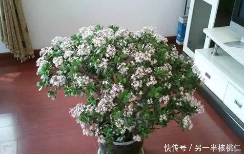 多肉植物也好看,4种多肉美观大气,不输观花植物