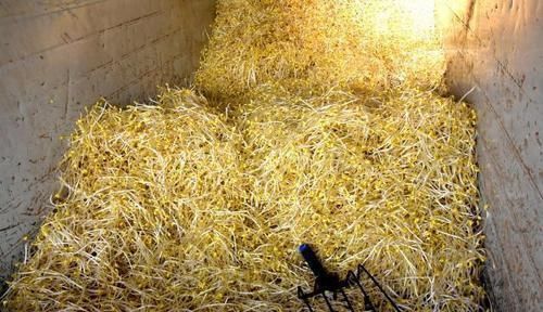 中年人养生先忌口，尽量少吃以下蔬菜和水果，身体会感谢你