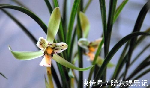 养殖兰花时，谨记僵苗的6个原因和救治办法，解决好了，苗壮芽旺