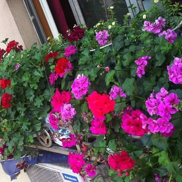 勤快人养不好的花,懒人不管不顾繁殖轻松爆盆