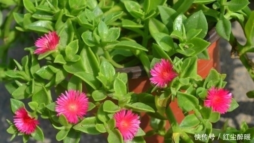 这4种美丽的盆栽花色鲜艳,花形多姿,很少有人知道