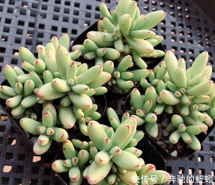 快递|裸根多肉“快递”回家后,上盆、缓苗,每一步都得万分小心