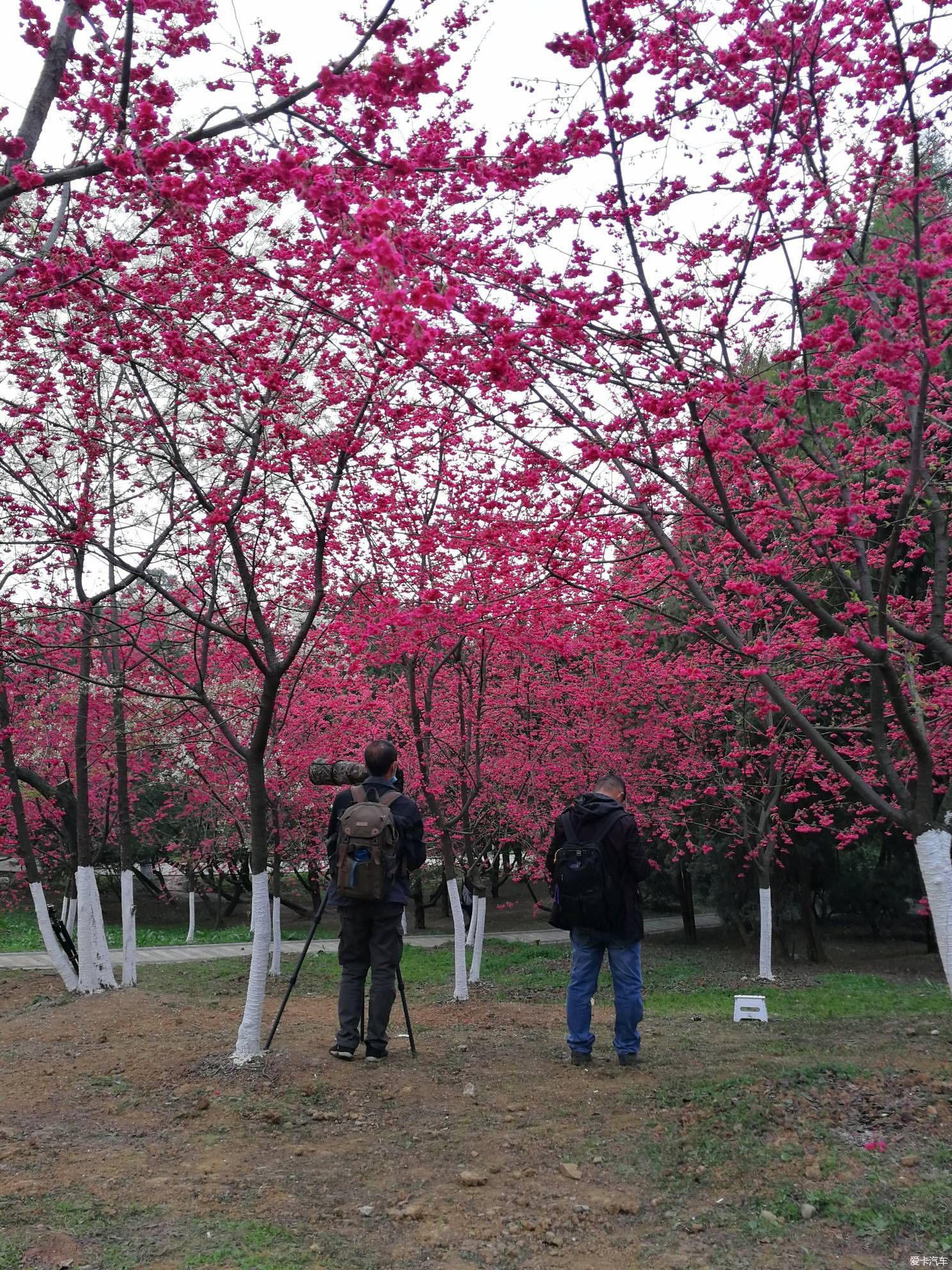 中年|大年初一的成都植物园