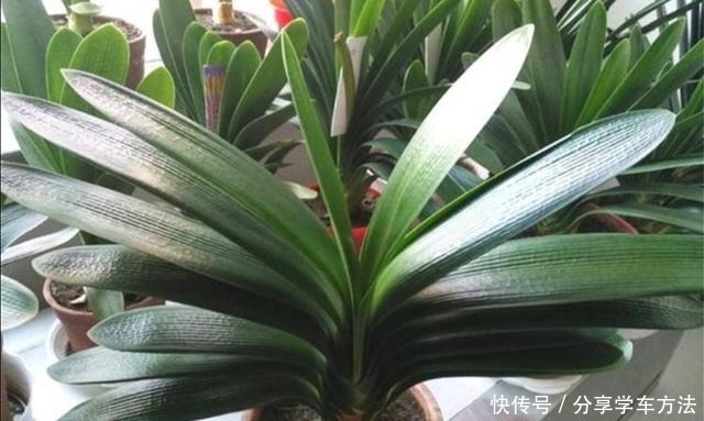 君子兰叶子长得好看,花盆里加2种“材料”,肥力充足!