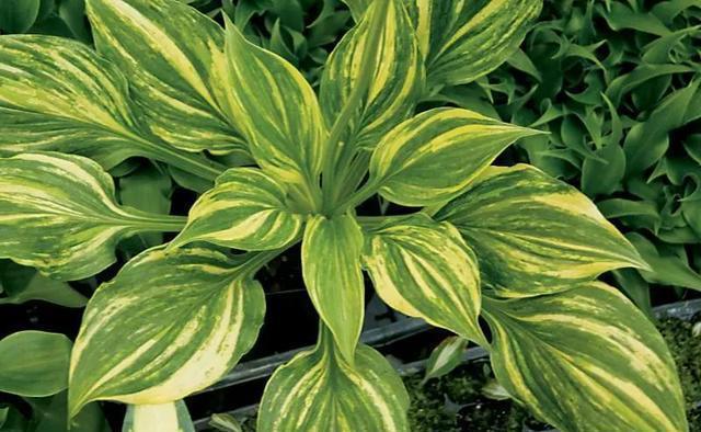 史上最耐阴的花,越阴凉越长得旺,绿萝虎皮兰靠边站