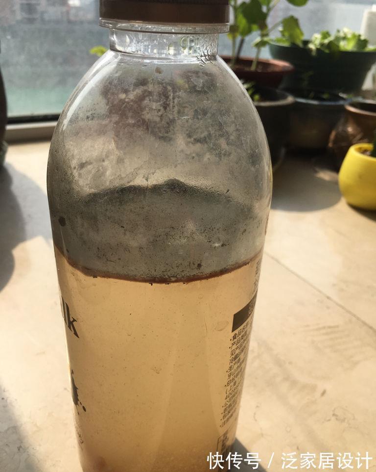 养护|厨房里哪些东西是虎皮兰喜欢的，可在盆栽期间用上？