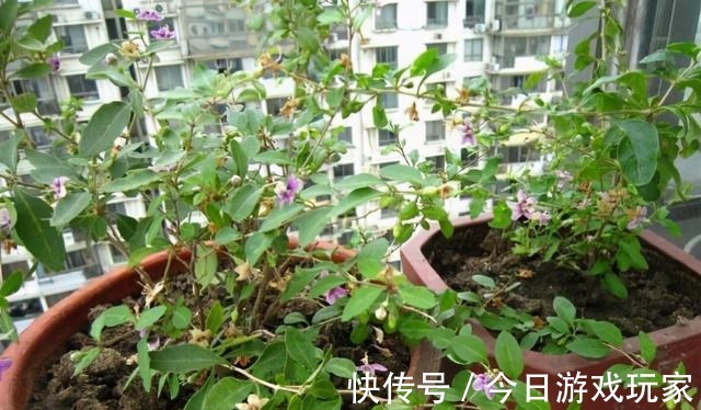 养花草不如养枸杞，平时当盆景观赏，结了果子还能食用！