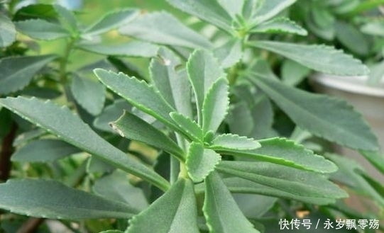 景天三七|农村人都喜欢吃野菜，认识三种是农村人，你是不是呢？