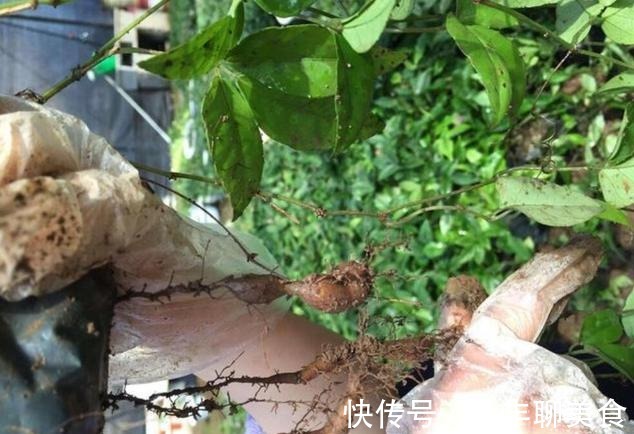 野菜|农民眼里的“抗癌草”,也有药王之称,能卖到1000多元一斤