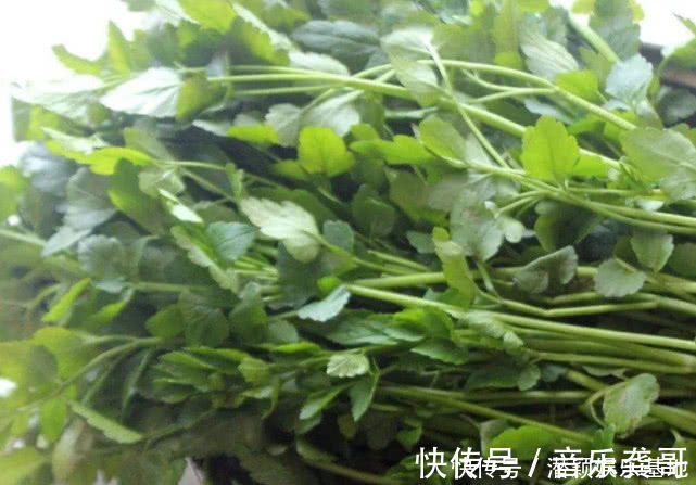 野草|药食两用的传统草药,在国内少有人知,在日本却被人们大力追捧