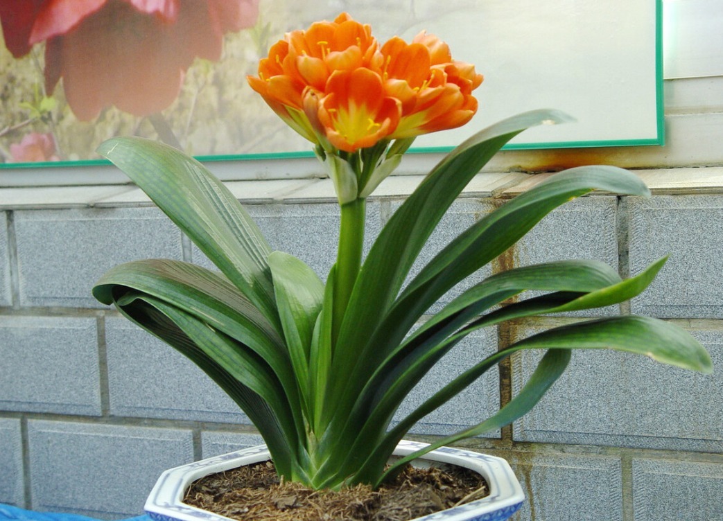 君子兰害怕五件事，新手经常犯，难怪越养越糟糕