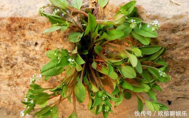 90年代人见人摘,如今却常被荒在野外,如果你家也有,请你珍惜