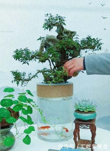 一棵矮霸李氏樱桃,微小型盆景也能观花赏果