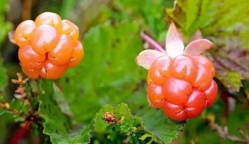 云莓|秋天养生正当时，要坚持吃3种食物，排毒养颜，改善体质！