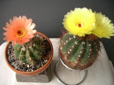 养花试试这几款，娇小玲珑，四季开花不停，给点阳光就灿烂不断