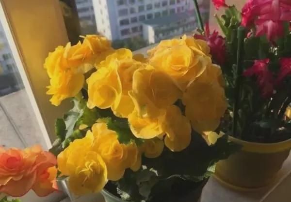 有暖气的地方,我建议你在室内养这6种花,整个冬季天天有花赏