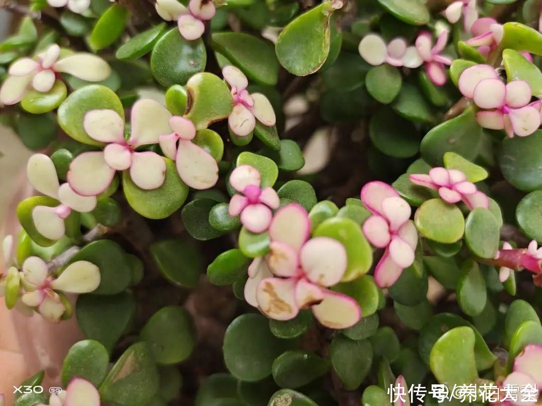 蟹爪兰|立秋后，7种花要“苏醒”，可以放手养了