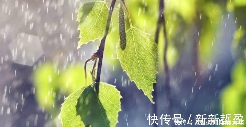 别具一格$杨万里的这首《小雨》,也是一首千古名篇,整首诗充满了诗情画意