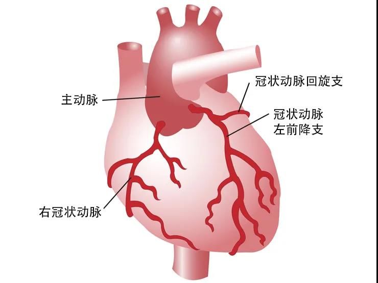 左心室|【健哥说心脏】你了解冠状动脉吗？