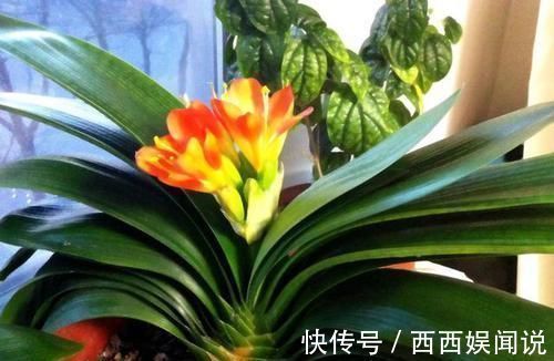 君子兰叶片发黄怎么办?几招解决面子问题,叶片很快又大又绿