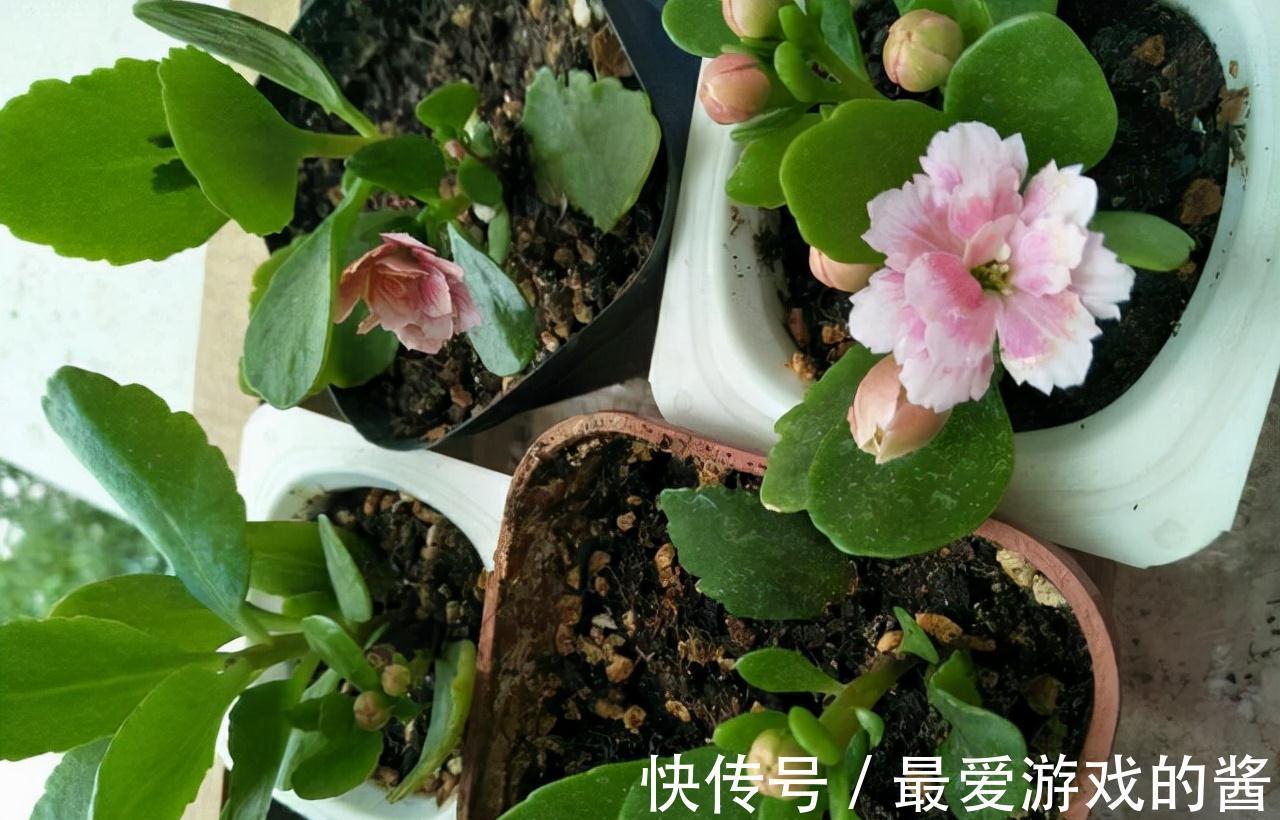 适合10月扦插的“5种花”,喜欢不要花钱买,几根枝条就能插一盆