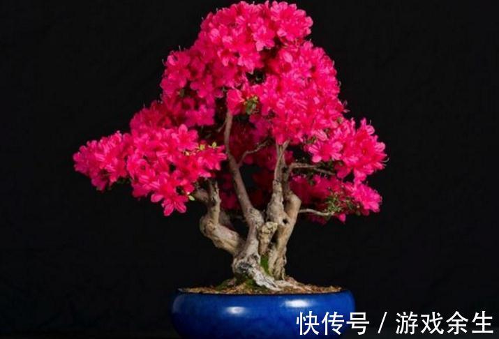 杜鹃盆景开花少怎么办,原来花农常用几个方法,让你花开不断