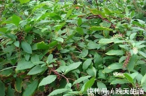 伸筋藤|此野菜人称“见肿消”，嫩芽是野菜中的“上品”，农民却拿来煮面