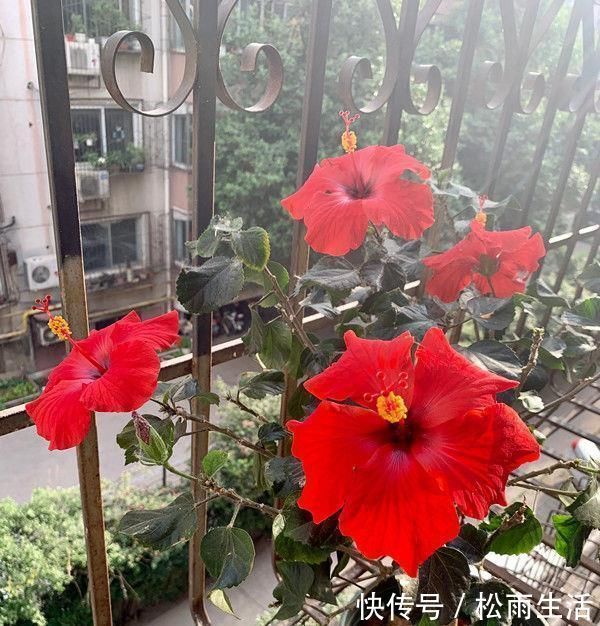 面纱|超好养的木本植物,全年开花,观赏价值高,室内也能种,值得栽培