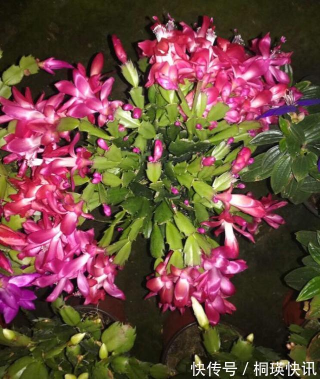 秋季养“蟹爪兰”,10天浇1碗肥水,开花多3倍,花朵大、花色艳
