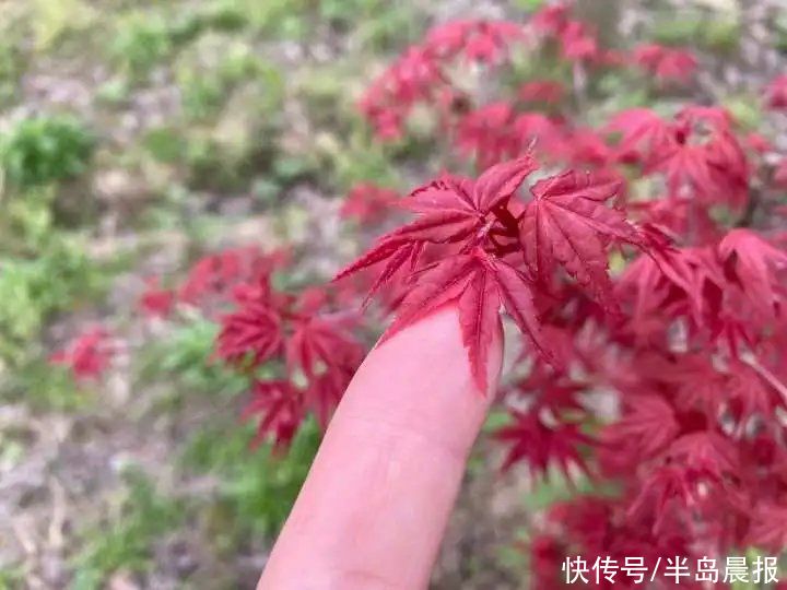 太仙了！浙江男子卖网红植物，年入百万！它在春天竟然如此美丽