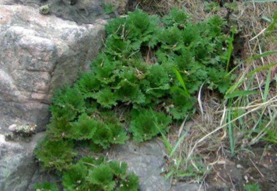 酢浆草|4种普通的小植物,挖回来做成“小盆景”,摆在桌面上清新自然