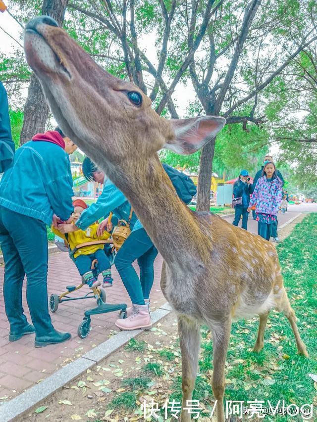 旅游攻略｜不用去日本，来中国这个有着“中国鹿城”称号的地方——包头