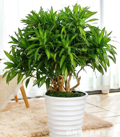 客厅见树,家业稳固!适合客厅养的五种树,大气美观,幸福感倍增