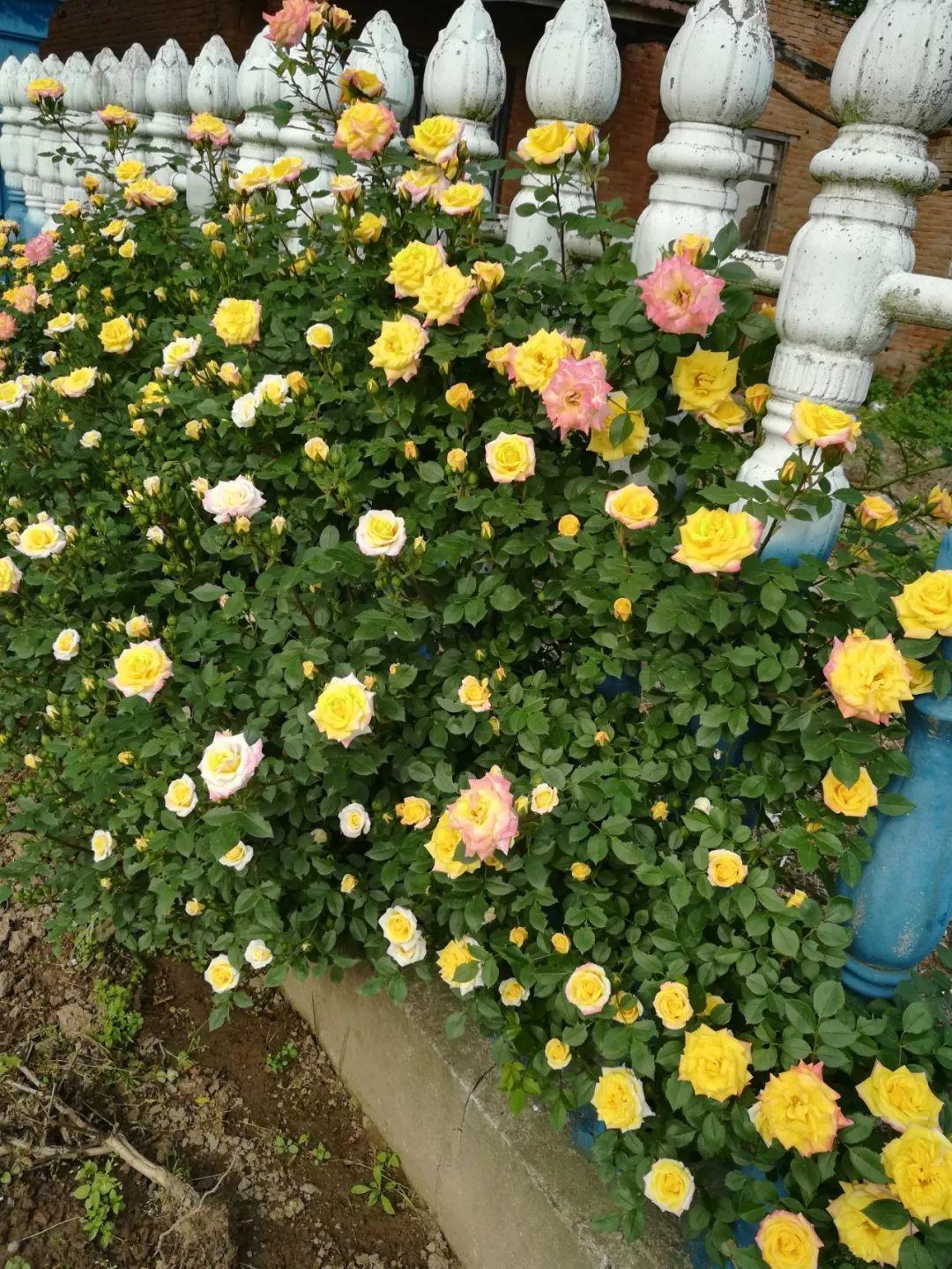 农村养花优势发，地大肥多，一不小心养成小花海！