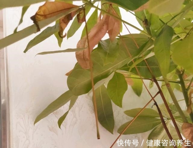 养发财树,别老犯这5个“错误”,现在改还来得及!