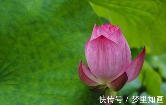 富贵盈门|4属相到了8月份,运势上涨,鸿运当头,贵人多助,富贵盈门