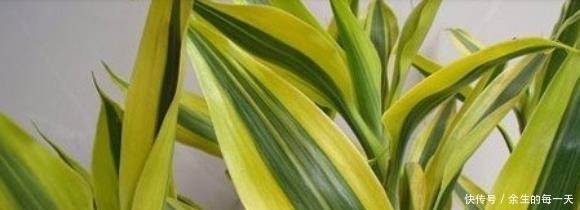 叶片|这3种“金边植物”，有钱人必养！往客厅一摆，难怪越来越富有！