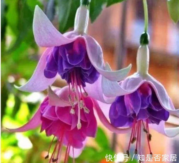 4种花现在养刚刚好,好养易活开花漂亮,招财又纳福