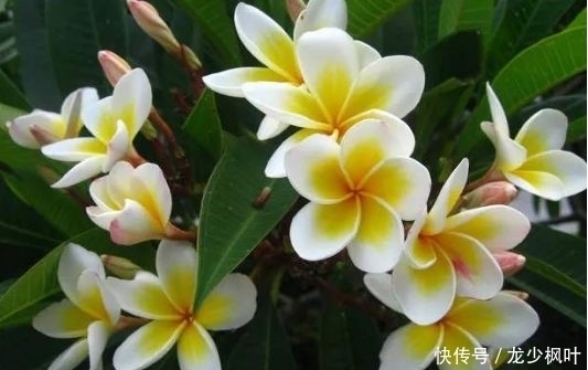 几种超美的花卉,花型独特美观,妖艳妩媚,爆成花海