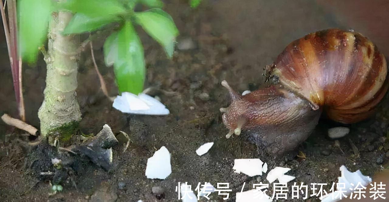 花肥不用买,在家自己做,“垃圾”桶里泡一泡,浇花大爆棚