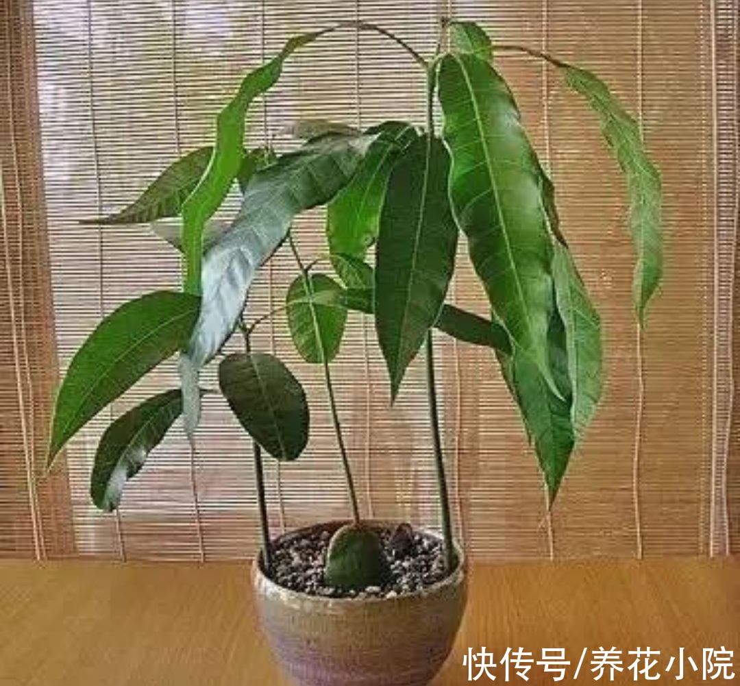 吃完水果核不要扔,剥出种子,简单几步养成小盆栽