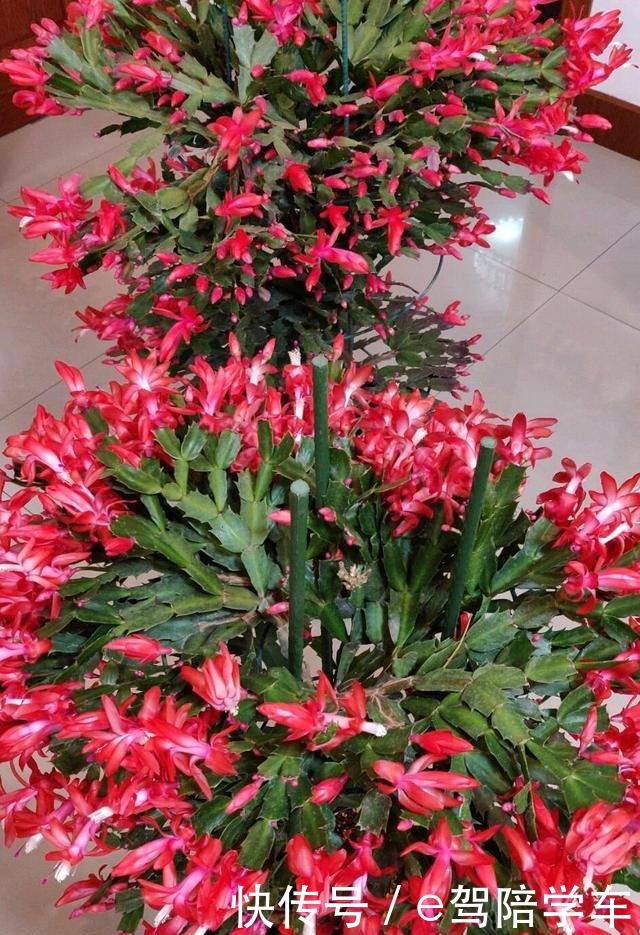 她的蟹爪兰“养成”大花球,一盆开花上百朵,秘诀有3个!