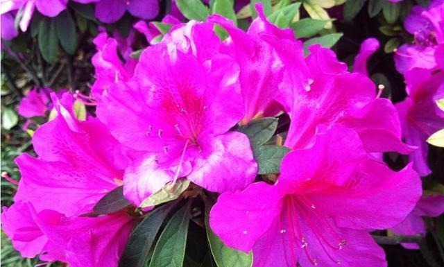 为什么邻居家的杜鹃花一年开几次花杜鹃花盆栽叶片有黑点的原因