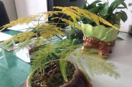 养文竹,谨记2多、2少,不黄叶,还不断冒新芽